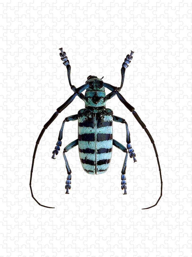 Anoplophora Graafi Beetle Jigsaw Puzzle: Intricate Insect Art