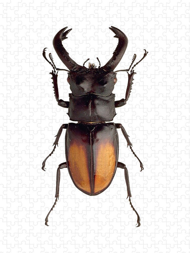 Stag Beetle Jigsaw Puzzle: Odontolabis Mouhotii in Detail