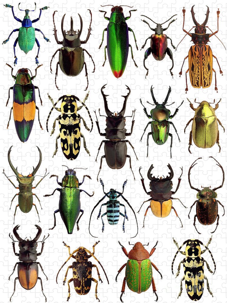 Beetles Colourful Art Jigsaw Puzzle: A Vibrant Insect Adventure