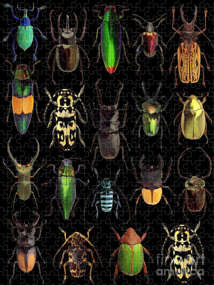 Beetles Insects Art Jigsaw Puzzle: Nature's Hidden Gems