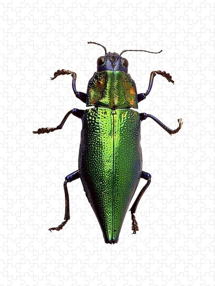 Buprestidae Jewel Beetle Jigsaw Puzzle: A Captivating Insect Design