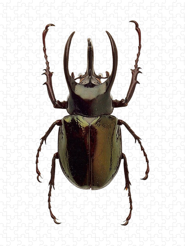Chalcosoma Atlas Beetle Jigsaw Puzzle: Intricate Insect Beauty