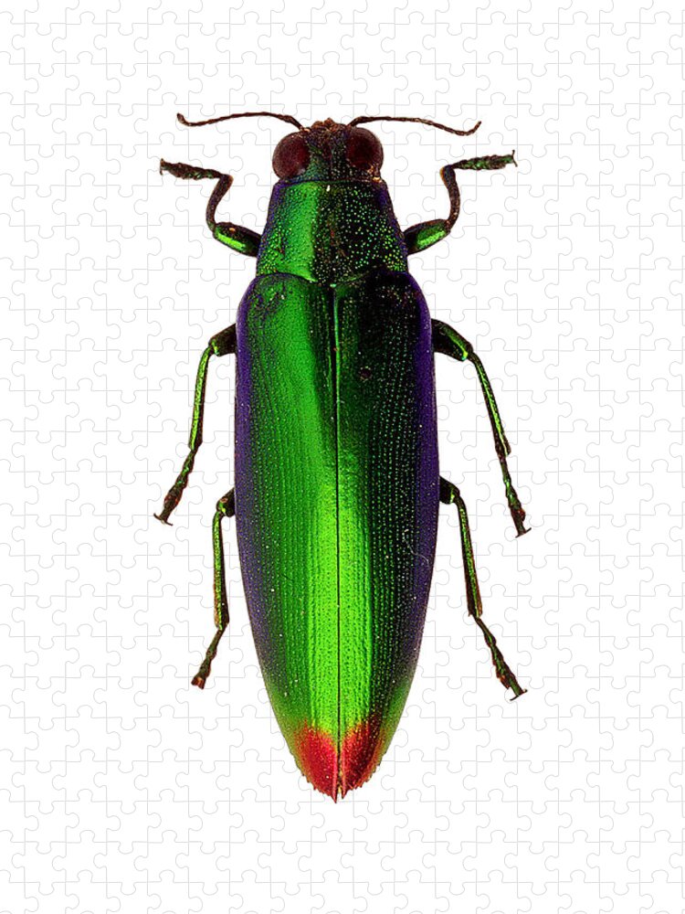 Chrysochroa Fulgidissima Jewel Beetle Jigsaw Puzzle