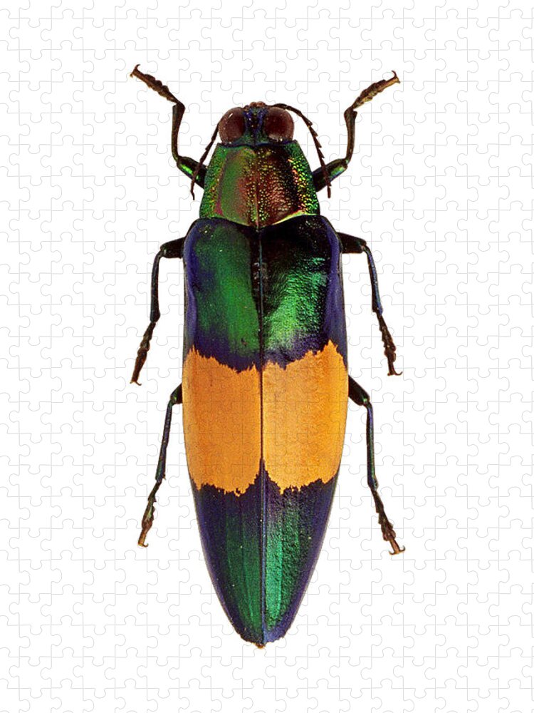 Chrysochroa Saundersii Beetle Jigsaw Puzzle: A Vibrant Challenge