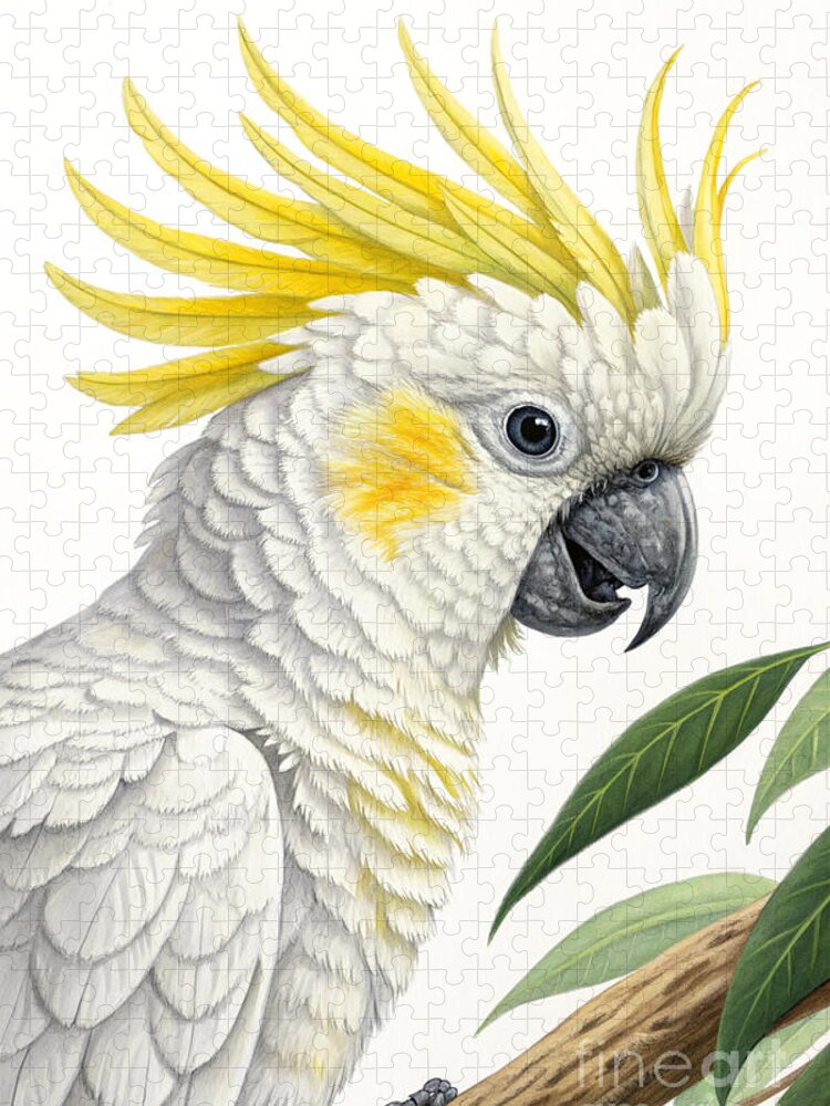 Yellow Crested Cockatoo Jigsaw Puzzle: Vintage Bird Illustration