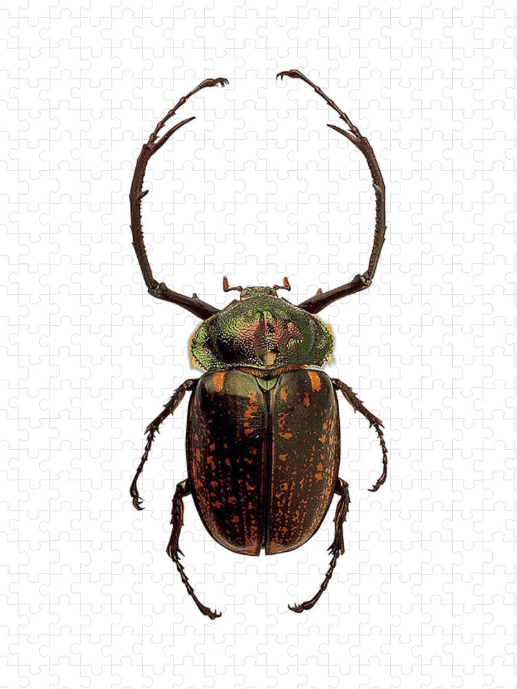 Euchirinae Scarab Beetle Jigsaw Puzzle: A Detailed Insect Experience