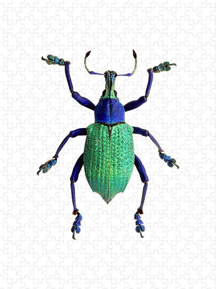 Eupholus Weevil Beetle Jigsaw Puzzle: A Vibrant Insect Masterpiece