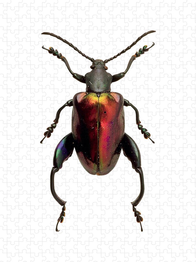 Frog Beetle Sagra Buqueti Insect Jigsaw Puzzle by Carlos V