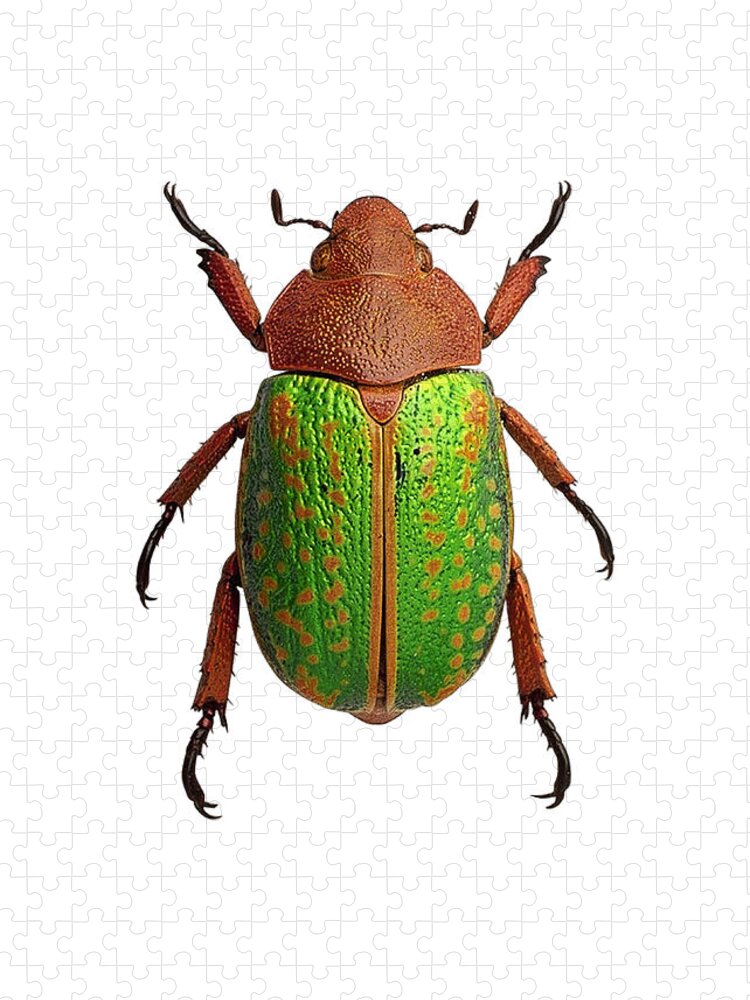 Jewel Scarab Beetle Jigsaw Puzzle: A Mysterious Insect Study