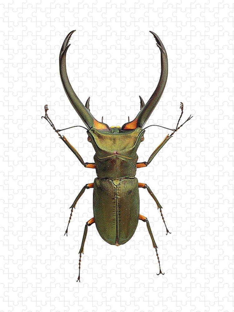 Golden Green Cyclommatus Elaphus Beetle Jigsaw Puzzle