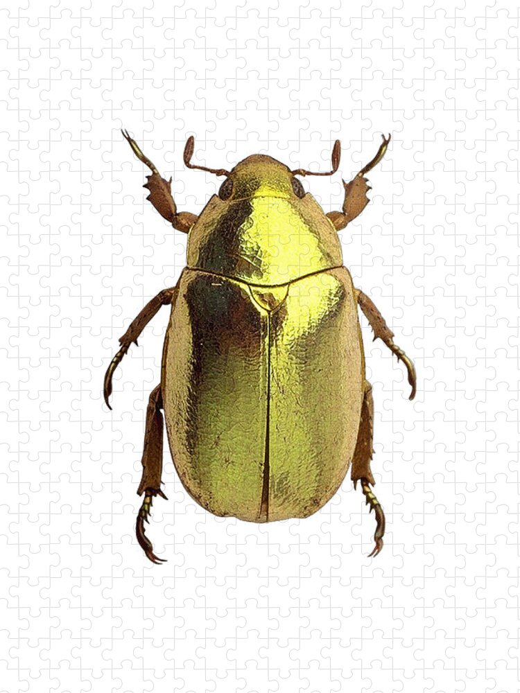 Golden Tortoise Beetle Jigsaw Puzzle: A Metallic Marvel