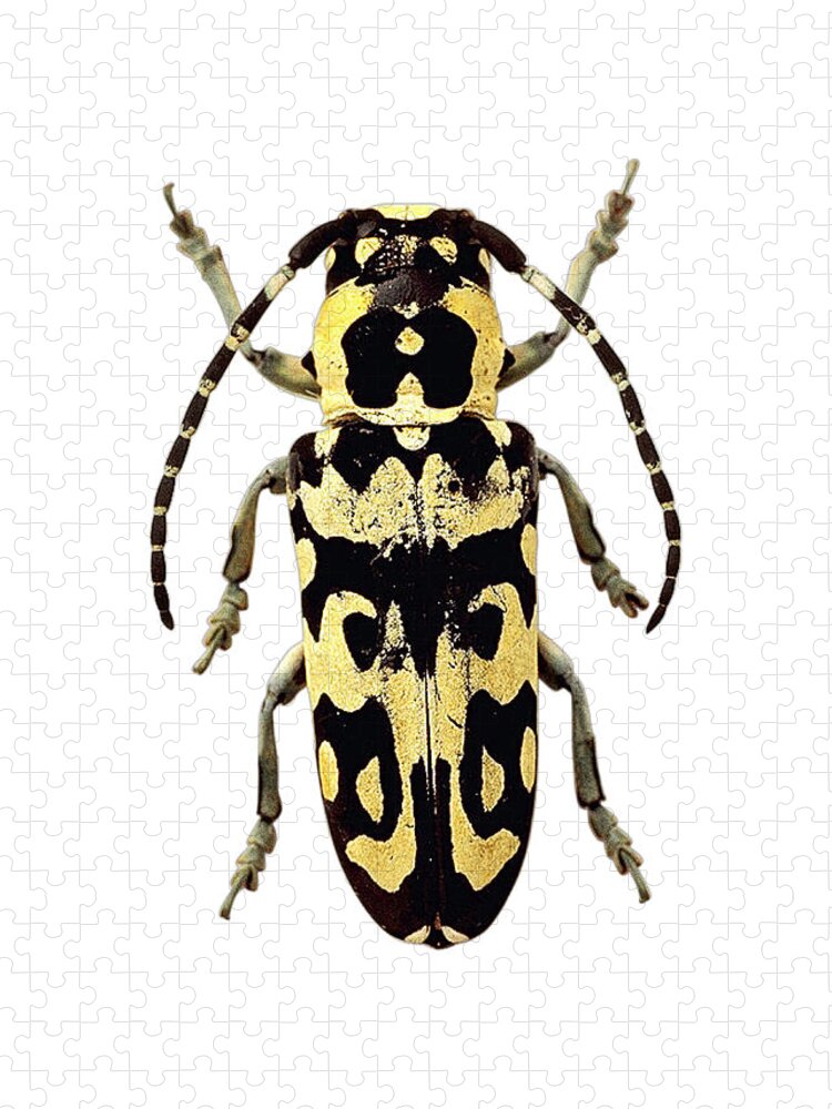 Carlos V Puzzles   Insects Bugs   Fine Art America