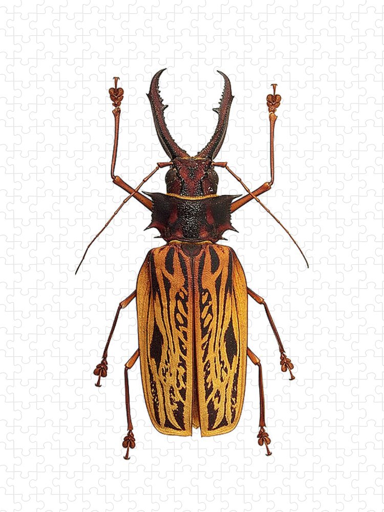 Macrodontia Cervicornis Sabertooth Longhorn Beetle Jigsaw Puzzle
