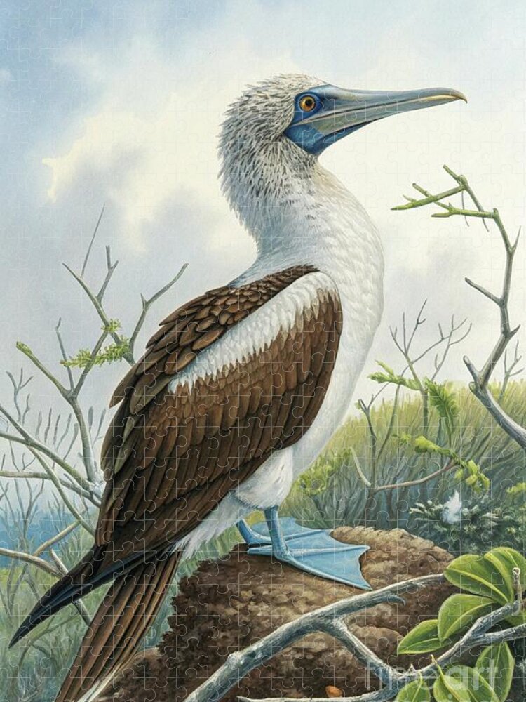 Blue-Footed Booby Jigsaw Puzzle: Vintage Illustration