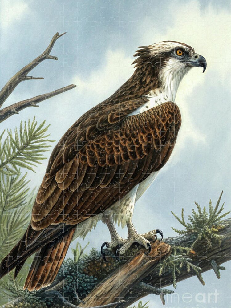 Majestic Osprey on a Perch Jigsaw Puzzle — Vintage Bird Illustration