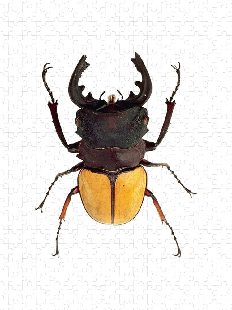 Odontolabis Elegans Beetle Jigsaw Puzzle by Carlos V