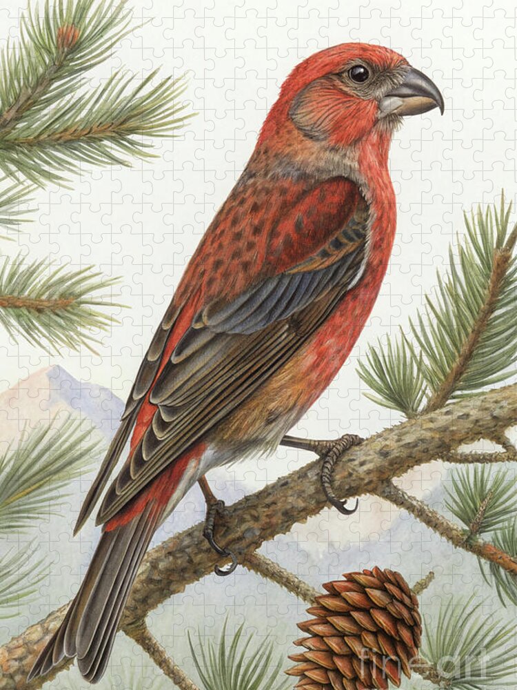 Perched Crossbill Bird Pine Branches Jigsaw Puzzle