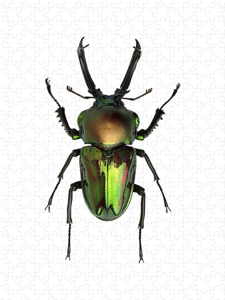 Rainbow Stag Beetle Jigsaw Puzzle: A Mystical Insect Adventure