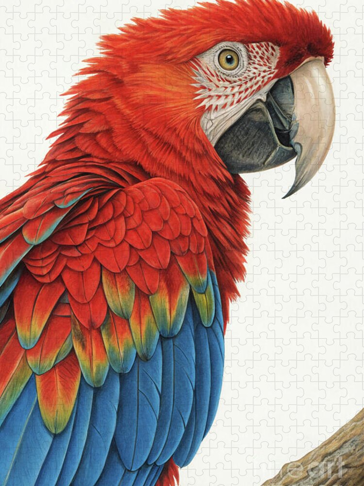 Scarlet Macaw Portrait Jigsaw Puzzle: Vibrant Feathers in Detail