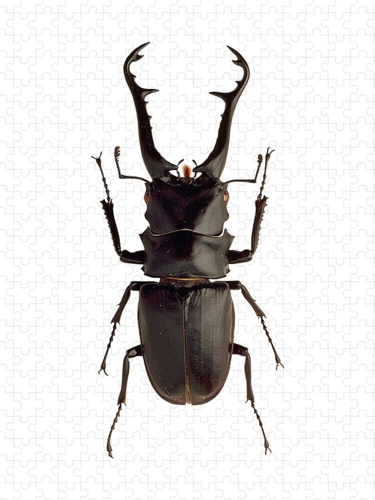 Stag Beetle Jigsaw Puzzle: A Captivating Insect Study