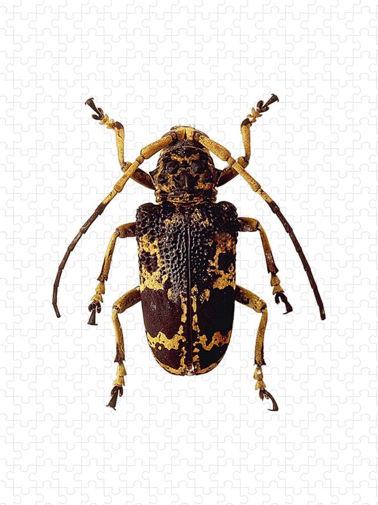 Timberman Beetle Acanthocinus Aedilis Jigsaw Puzzle