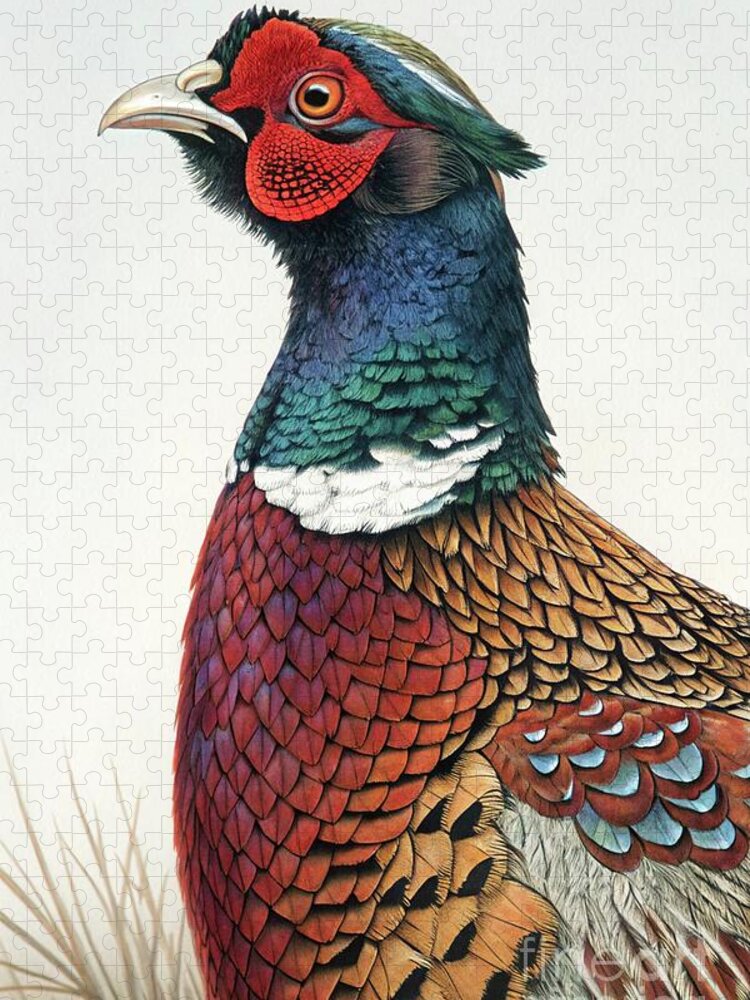 Vibrant Pheasant in Profile Jigsaw Puzzle: Natural Elegance