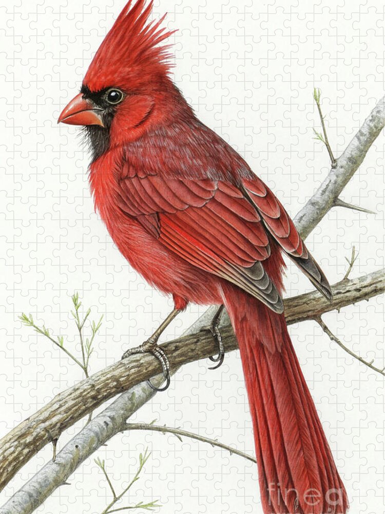 Vibrant Red Cardinal Bird Branch Jigsaw Puzzle